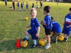 Miniroos